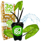 A Wellspring Gardens Black Stem Elephant Ear (Alocasia macrorrhiza) with large green leaves and striking black stems sits before a “30 Day Guarantee” box, featuring an Easy to Grow Non-GMO sticker and water splash background.