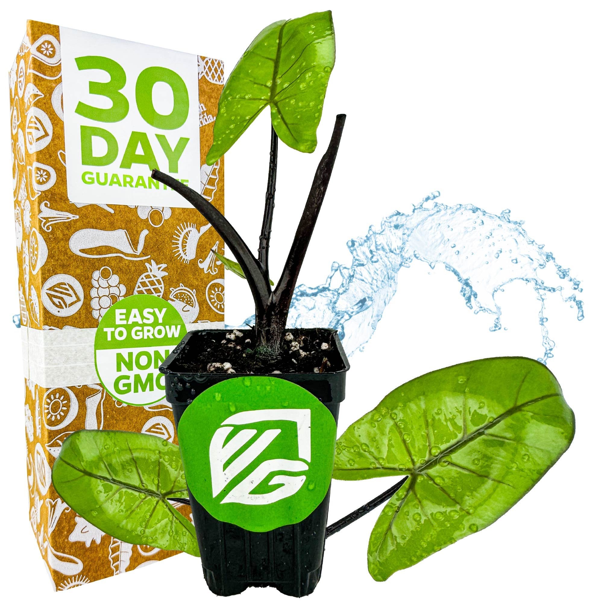 A Wellspring Gardens Black Stem Elephant Ear (Alocasia macrorrhiza) with large green leaves and striking black stems sits before a “30 Day Guarantee” box, featuring an Easy to Grow Non-GMO sticker and water splash background.