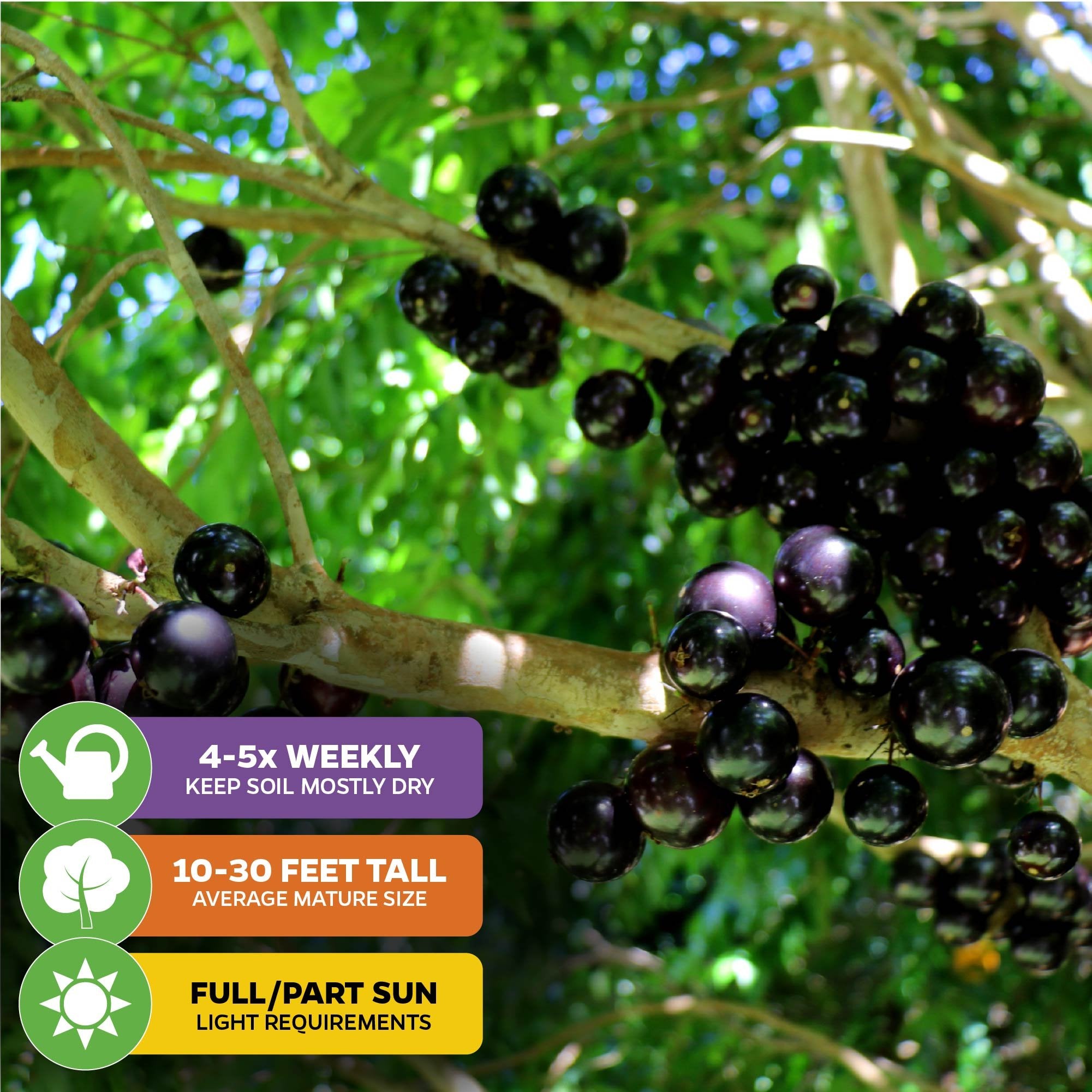 Dark purple Jaboticaba (Myrciaria Plinia cauliflora) from Wellspring Gardens grows on tree trunks/branches amid green leaves. Care icons: water 4–5x/week, matures at 10–30 ft, thrives in full or partial sun.