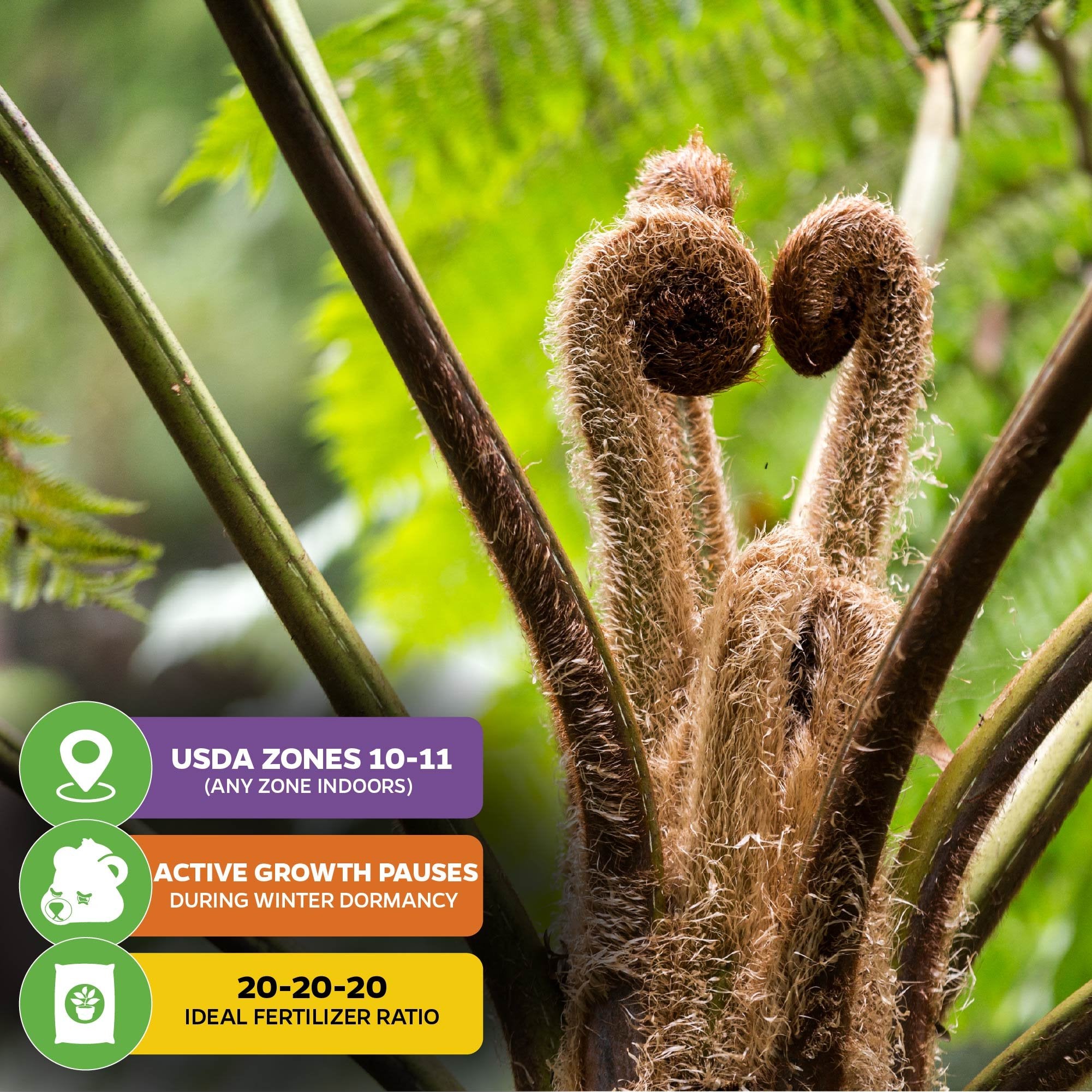 Young fronds of the Australian Tree Fern (Cyathea cooperi) by Wellspring Gardens unfurl in shady gardens. Infographic notes: USDA Zones 10-11, winter dormancy pauses growth, and ideal fertilizer ratio is 20-20-20.