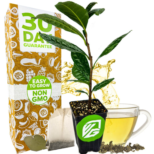 do tea bags help plants grow Tea Plant (Green Tea)