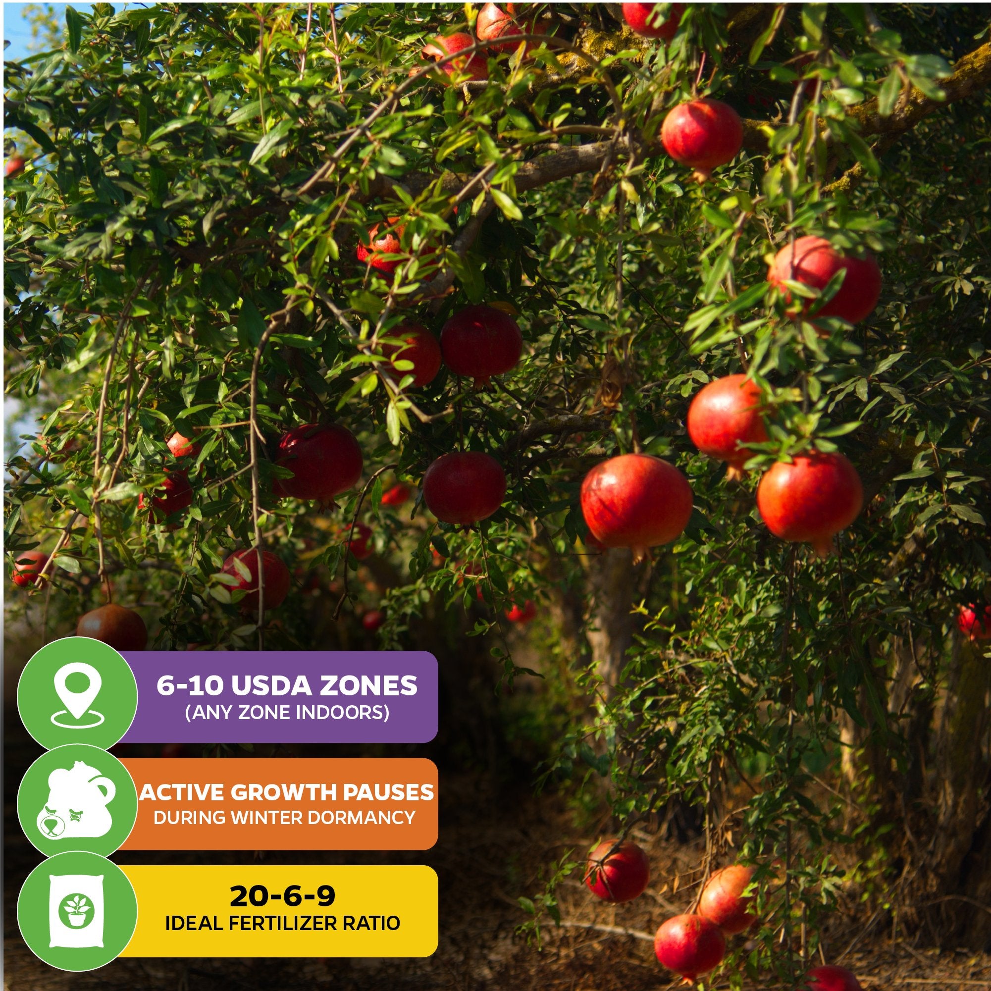 pomegranate plant fertilizer Afganski Russian Pomegranate