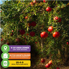 Afganski Russian Pomegranate (Punica granatum) by Wellspring Gardens shows ripe red fruits. Overlay boxes: USDA zones 6–10, perfect for containers, winter dormancy halts growth, and use 20-6-9 fertilizer.