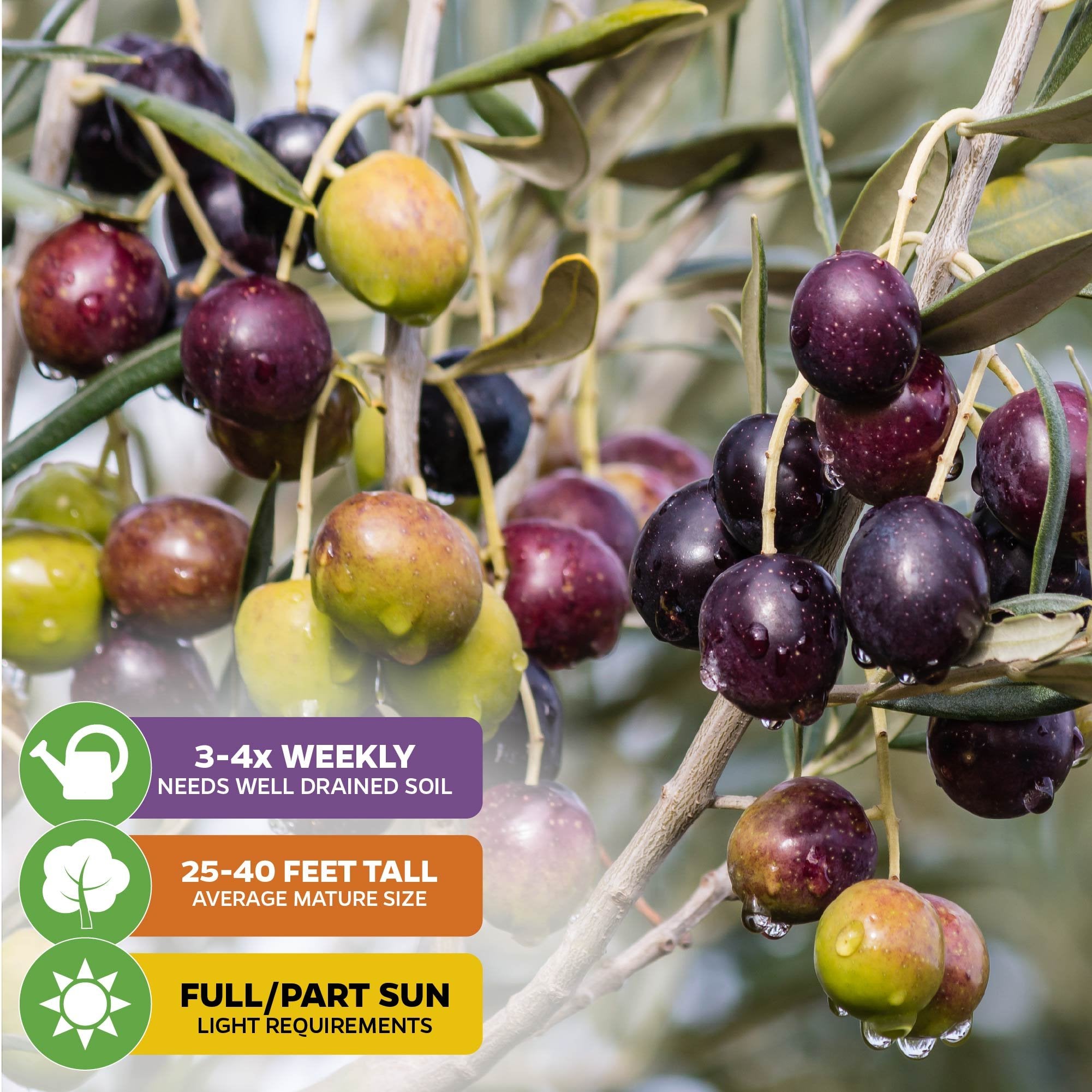 Close-up of a Wellspring Gardens Chemlali Olive Tree (Olea europaea) branch with green, purple, and black olives. Infographic: water 3–4x/week, grows 25–40 ft., needs full sun and well-drained soil for best fruit yield.