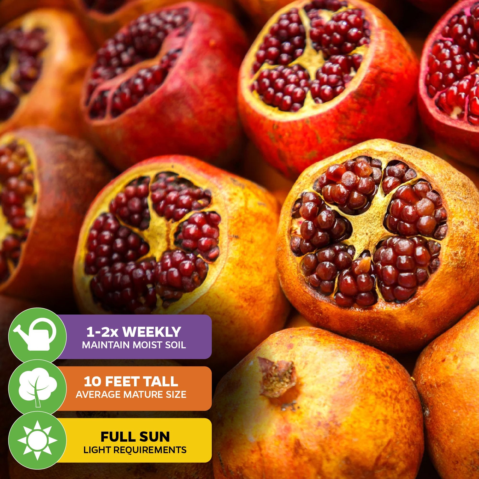 Close-up of ripe Sirenevyi Pomegranate - Punica granatum from Wellspring Gardens, some cut to show red seeds. Care icons: water 1–2x weekly, reaches 10 ft, needs full sunlight. Ideal for containers.