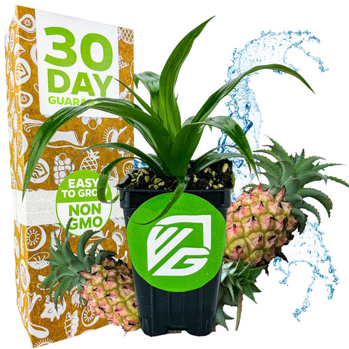 edible pineapple plant variety list Mi Amigo Dwarf Pineapple (Ornamental)
