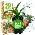 The Mi Amigo Dwarf Pineapple (Ornamental) by Wellspring Gardens sits in a black pot with a green logo, beside a 30 Day Guarantee box. Two pineapples and water splashes highlight this easy-to-grow indoor plant, non-GMO and perfect for decor.