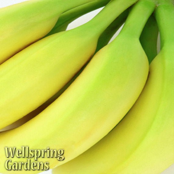 Gran Nain Banana (Grand Nain) - Musa acuminata