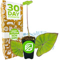 A small potted Blue Hawaii Elephant Ear by Wellspring Gardens, with large green leaves and blue-purple veins, sits beside a box labeled 30 Day Guarantee, Easy to Grow, Non GMO. The pot displays a green logo and water splash design in the background.
