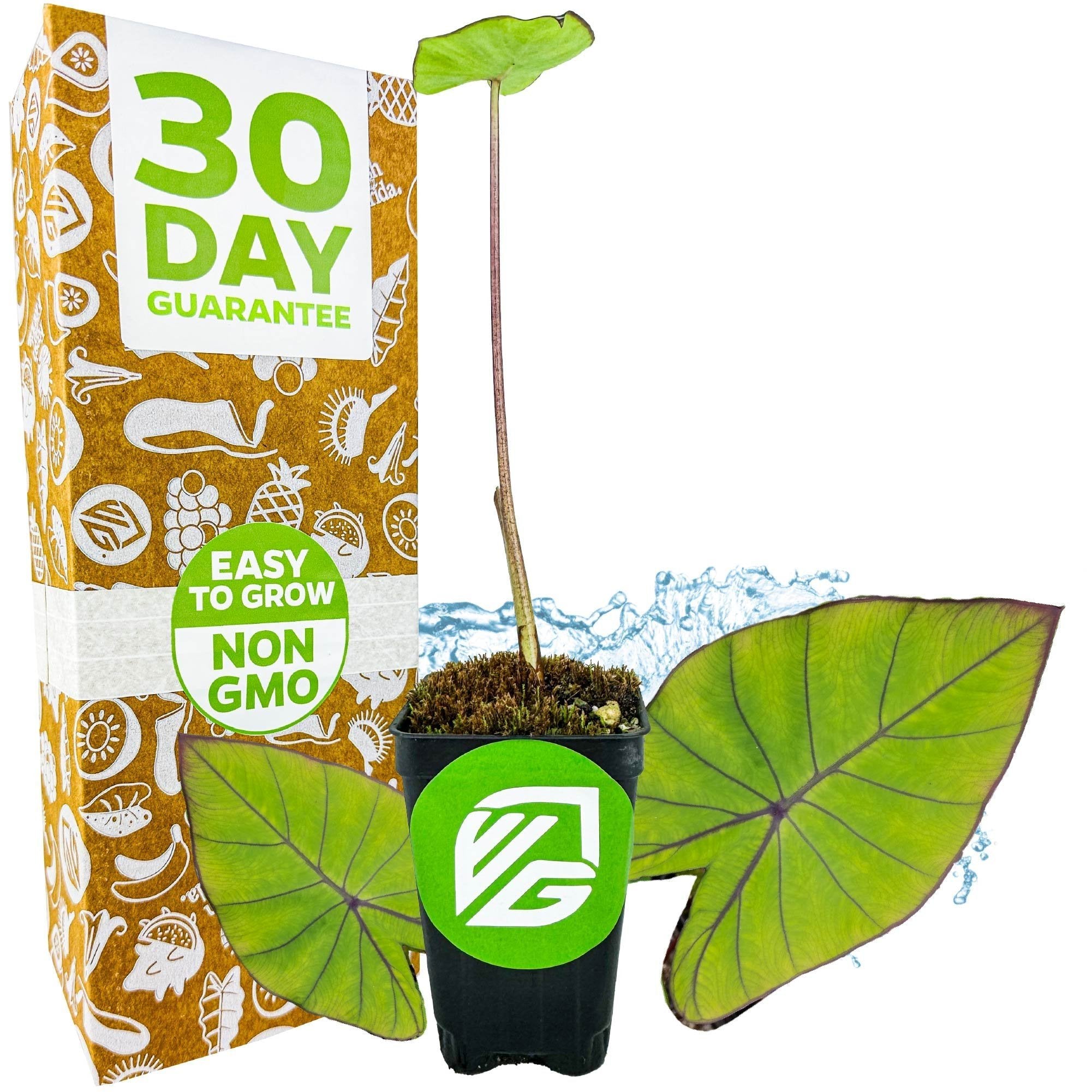 A small potted Blue Hawaii Elephant Ear by Wellspring Gardens, with large green leaves and blue-purple veins, sits beside a box labeled 30 Day Guarantee, Easy to Grow, Non GMO. The pot displays a green logo and water splash design in the background.