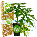 A small potted Mayan Spinach (Chaya) plant from Wellspring Gardens sits before a colorful 30 Day box with Easy to Grow and Non GMO stickers. White flowers, a water splash, and butterfly garden imagery are shown beside the plant.