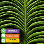 Close-up of the lush green King Veitchii (Anthurium veitchii) by Wellspring Gardens, showcasing textured veins. Icons highlight USDA Zone 11, winter dormancy, and a 20-20-20 fertilizer—ideal for indoor plant enthusiasts.
