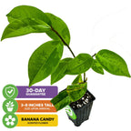 A small Banana Shrub (Magnolia figo) by Wellspring Gardens in a black plastic pot with visible soil. Features broad green leaves, 3–8" tall on arrival, banana candy-scented flowers, and a 30-day guarantee. Evergreen shrub.