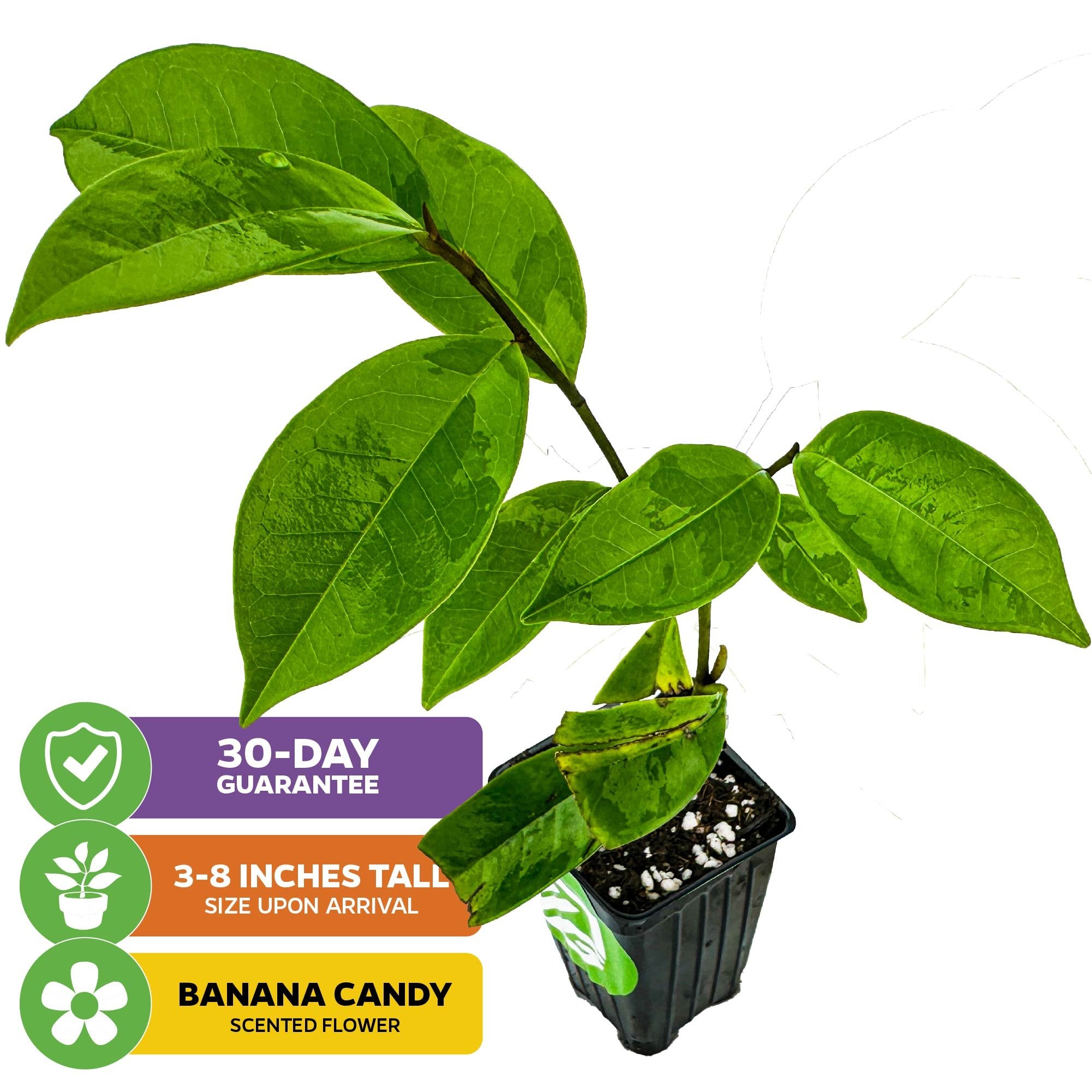 A small Banana Shrub (Magnolia figo) by Wellspring Gardens in a black plastic pot with visible soil. Features broad green leaves, 3–8" tall on arrival, banana candy-scented flowers, and a 30-day guarantee. Evergreen shrub.
