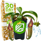 A Wellspring Gardens Miranda Carnivorous Pitcher Plant (Nepenthes miranda) with two large green and red pitchers sits in front of a 30 Day Guarantee box. Water splashes at its side, and the pot displays a green sticker with a white logo.