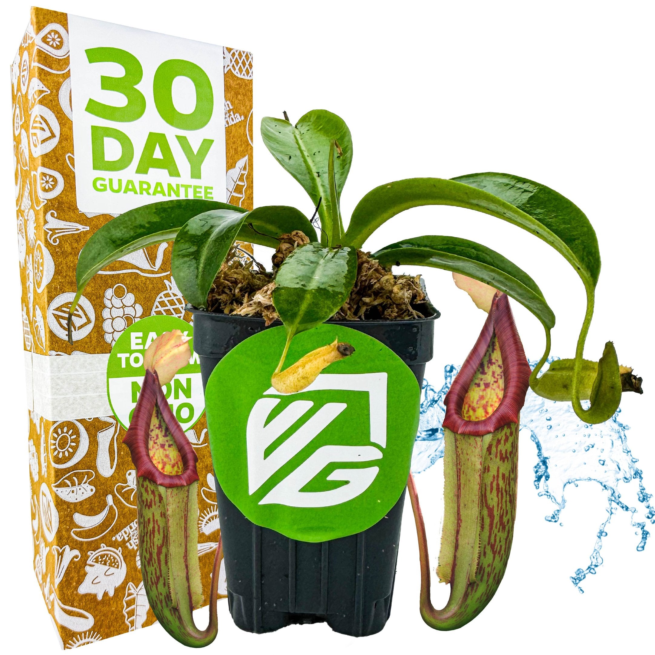 A Wellspring Gardens Miranda Carnivorous Pitcher Plant (Nepenthes miranda) with two large green and red pitchers sits in front of a 30 Day Guarantee box. Water splashes at its side, and the pot displays a green sticker with a white logo.