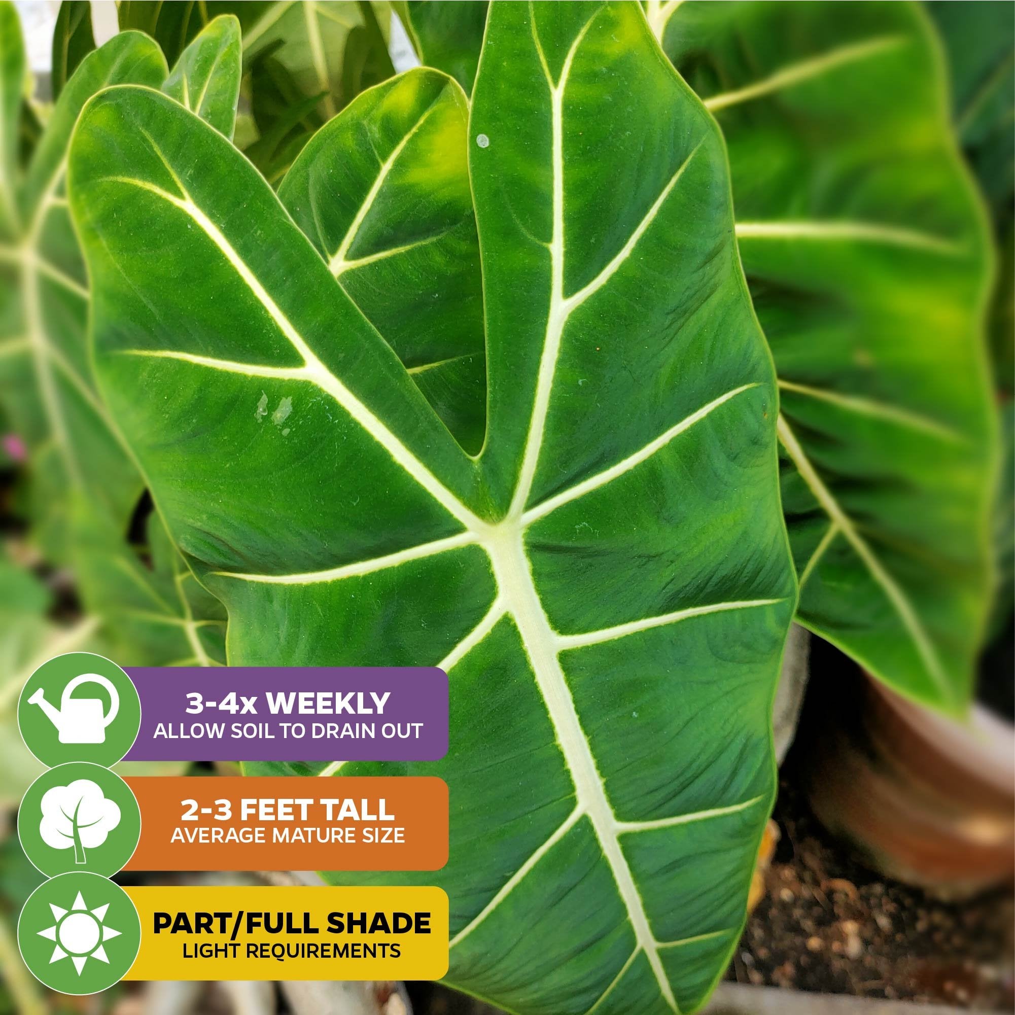 Close-up of a large, green Frydek Elephant Ear - Alocasia leaf by Wellspring Gardens with white veins. Care icons: water 3-4x weekly, grows 2-3 ft tall, thrives indoors in part or full shade. Other Elephant Ears and pots seen in the background.