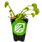 The Dente Venus Fly Trap Carnivorous Plant (Dionaea muscipula) by Wellspring Gardens sits in a small black plastic pot with a large green sticker bearing a white stylized VG logo, all set against a plain white background.