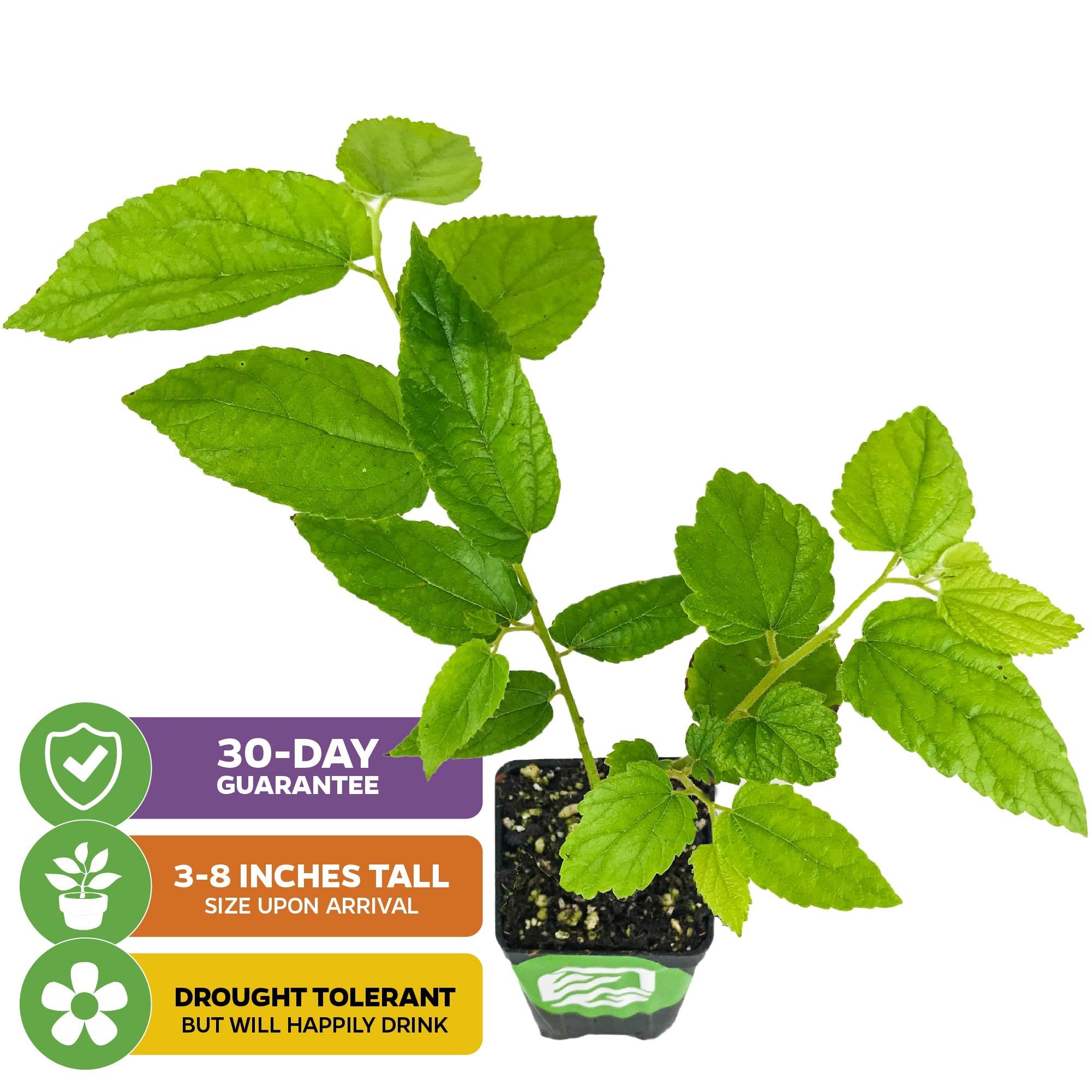 The Red Jamaican Cherry (Strawberry Tree) - Muntingia calabura by Wellspring Gardens is shown. Features: 30-day guarantee, arrives 3–8 inches tall, drought tolerant but prefers watering.