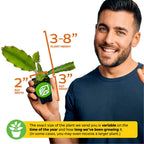 A smiling man holds an American Beauty Red Dragon Fruit (Hylocereus guatemalensis) from Wellspring Gardens in a 3-inch pot; labeled measurements show the plant is 3–8 inches tall and 2 inches wide. Plant size may vary by season and growth time.