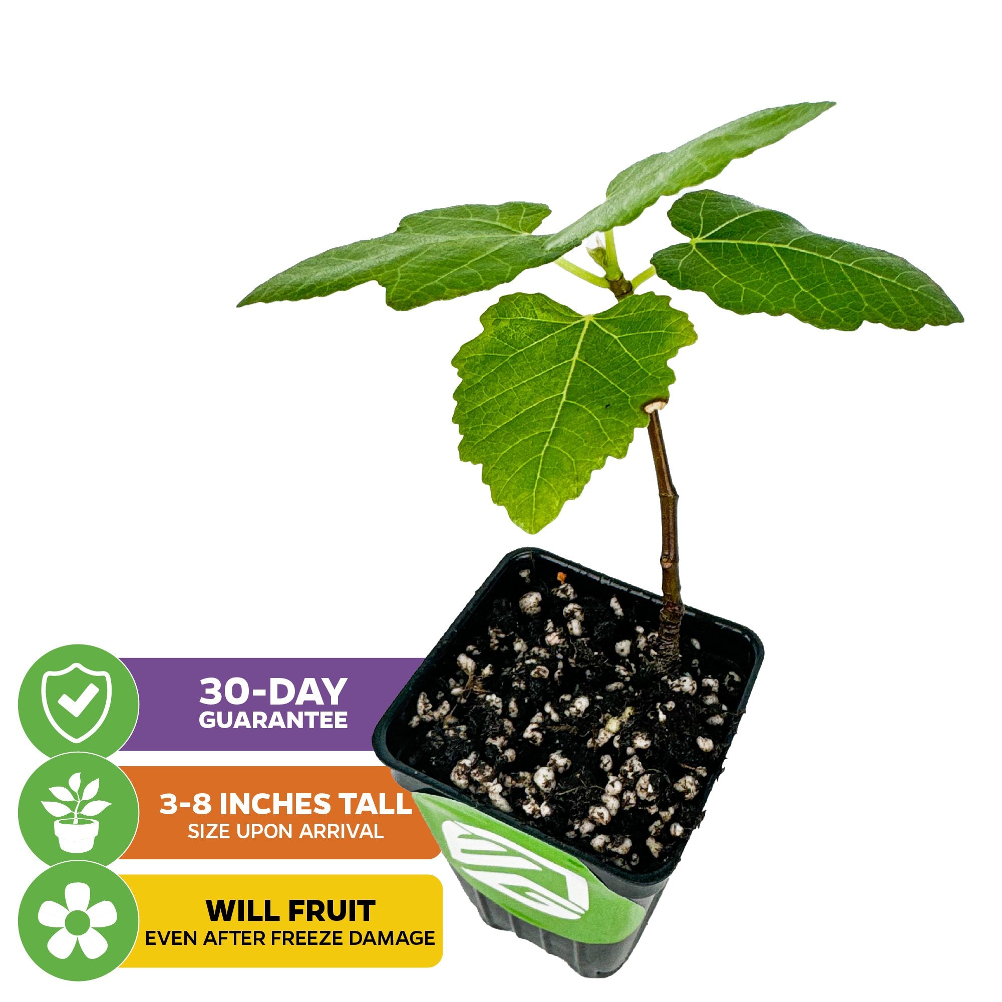The Wellspring Gardens Brown Turkey Fig Tree (California San Pedro) - Ficus carica arrives 3-8” tall in a small pot, is self-pollinating, fruits even after freeze damage, and is easy to grow indoors or outdoors. Includes 30-day guarantee.