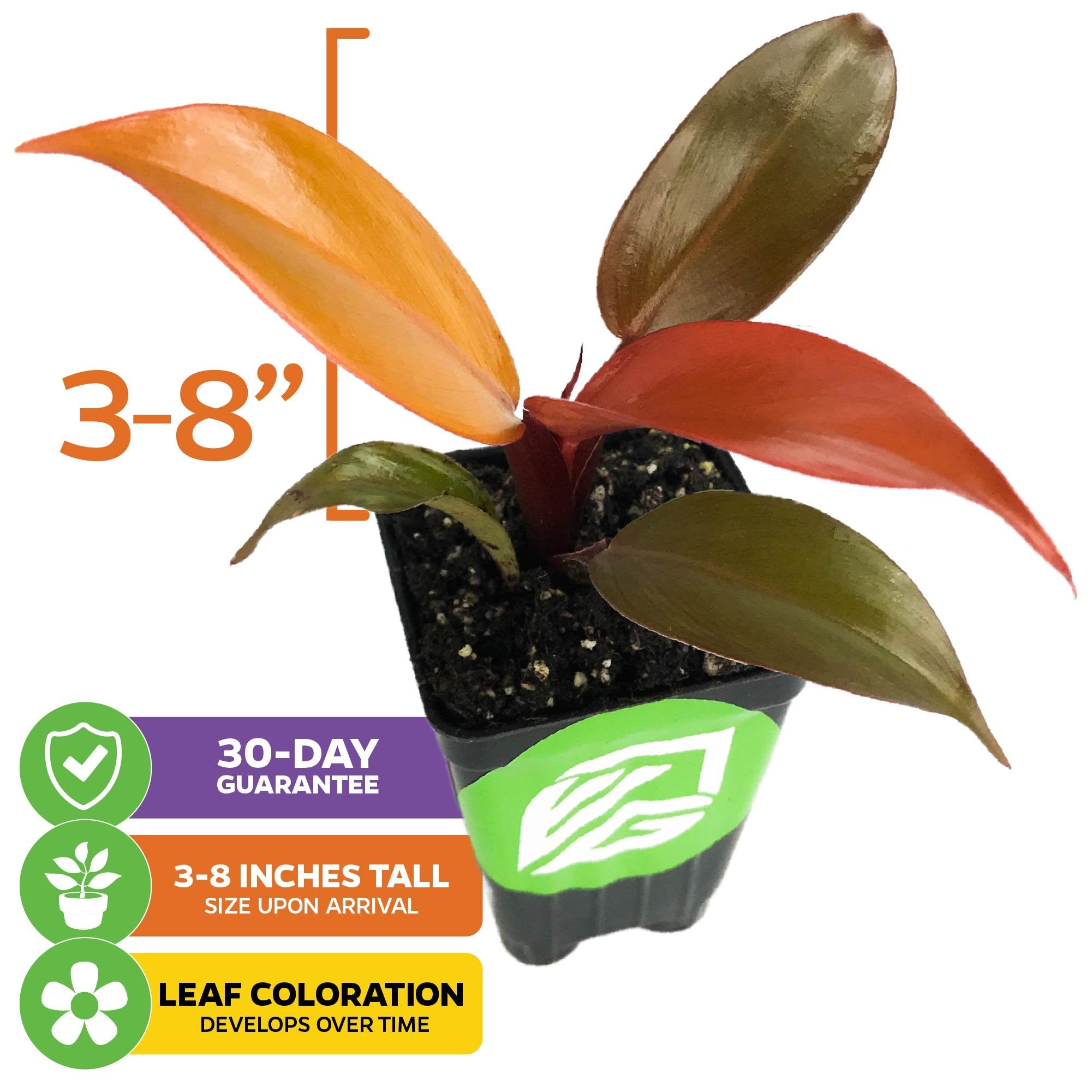 philodendron orange juice Philodendron Prince of Orange