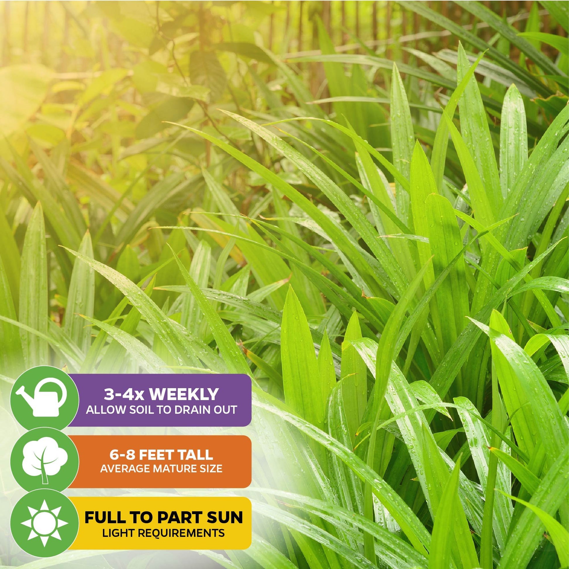 Pandan - Pandanus amaryllifolius