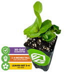 The Wellspring Gardens Elephant Staghorn Fern (Platycerium elephantotis) is a small green indoor/outdoor plant in a black pot with soil. It comes with a 30-day guarantee, arrives 1-4” tall, and its leaves can grow 3-4 feet wide.