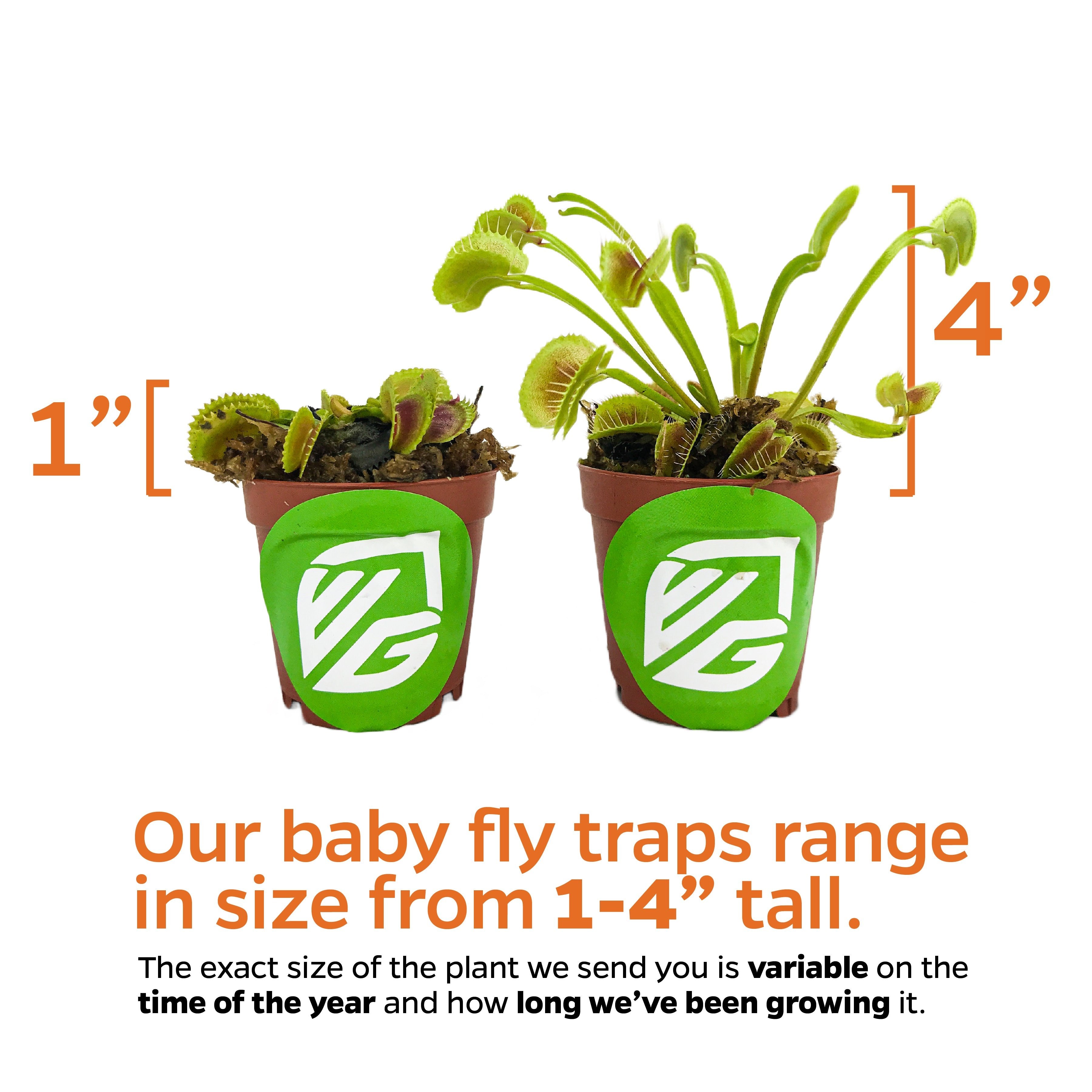 Dente Venus Fly Trap Carnivorous Plant - Dionaea muscipula