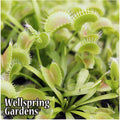 A cluster of King Henry Venus Fly Trap carnivorous plants (Dionaea muscipula) with spiky, open traps is shown. The Wellspring Gardens brand name appears in the lower left corner.