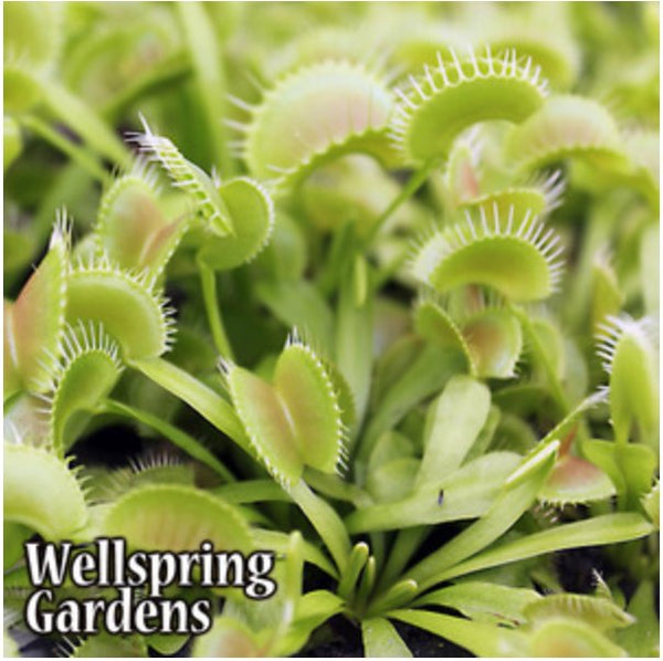 King Henry Venus Fly Trap Carnivorous Plant - Dionaea muscipula