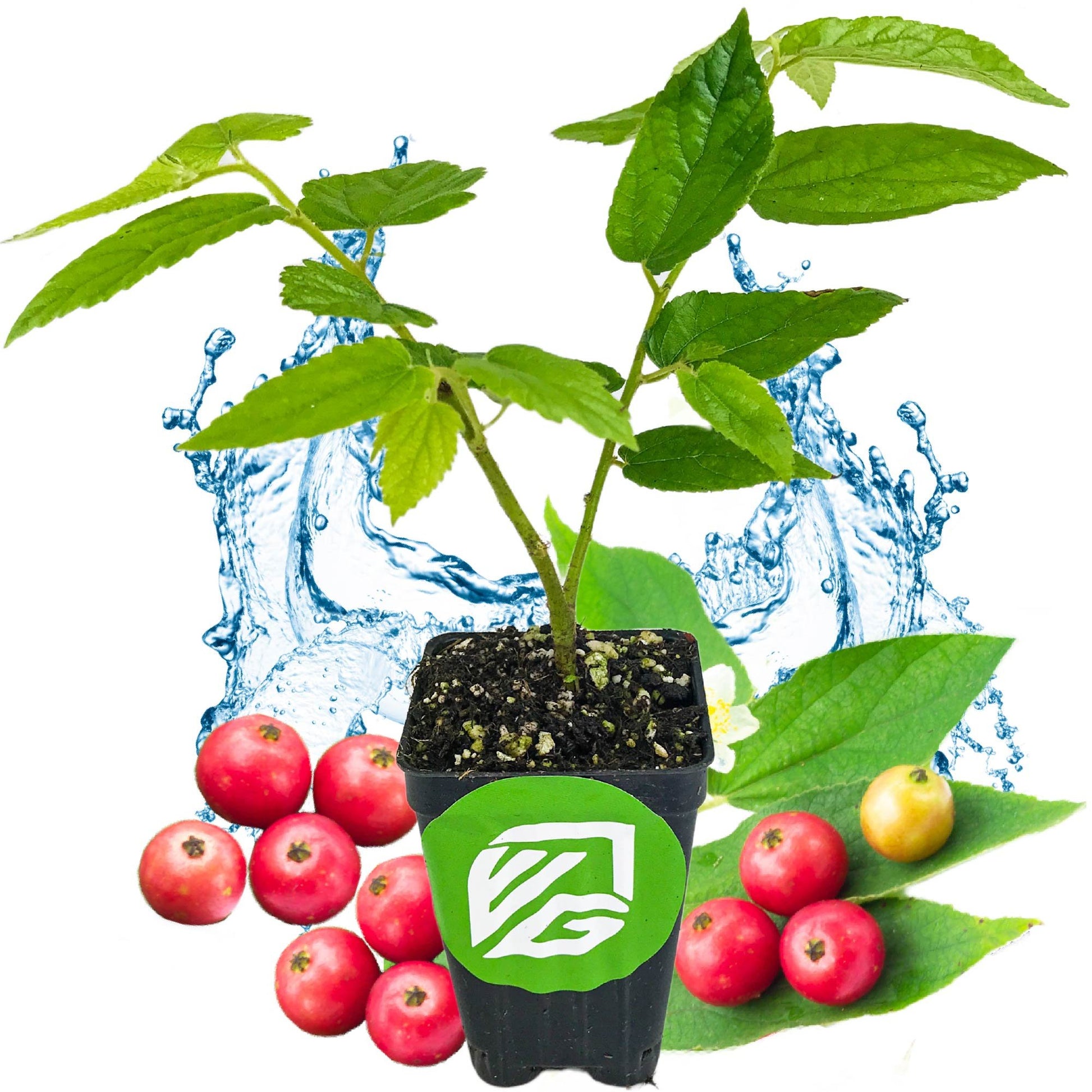 Red Jamaican Cherry (Strawberry Tree) - Muntingia calabura
