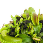Close-up of a Wellspring Gardens Dente Venus Fly Trap (Dionaea muscipula) showing several open, green, red-tipped leaves against a white background with visible soil and detailed insect trap features.