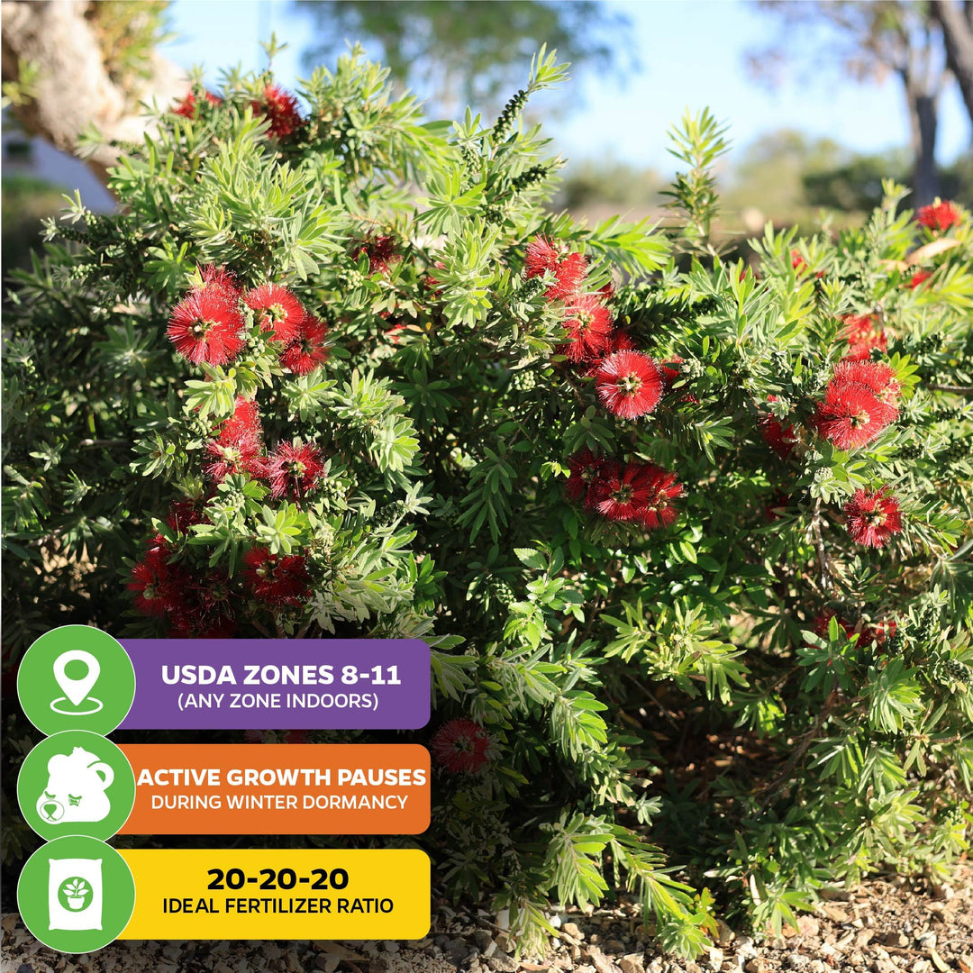 Little John Red Cluster Dwarf Bottlebrush Tree - Callistemon