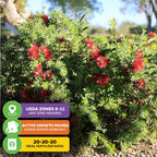 The Little John Red Cluster Dwarf Bottlebrush Tree (Callistemon) from Wellspring Gardens features vibrant red blooms and green foliage, attracts hummingbirds, thrives in USDA zones 8–11, uses 20-20-20 fertilizer, and pauses growth in winter.