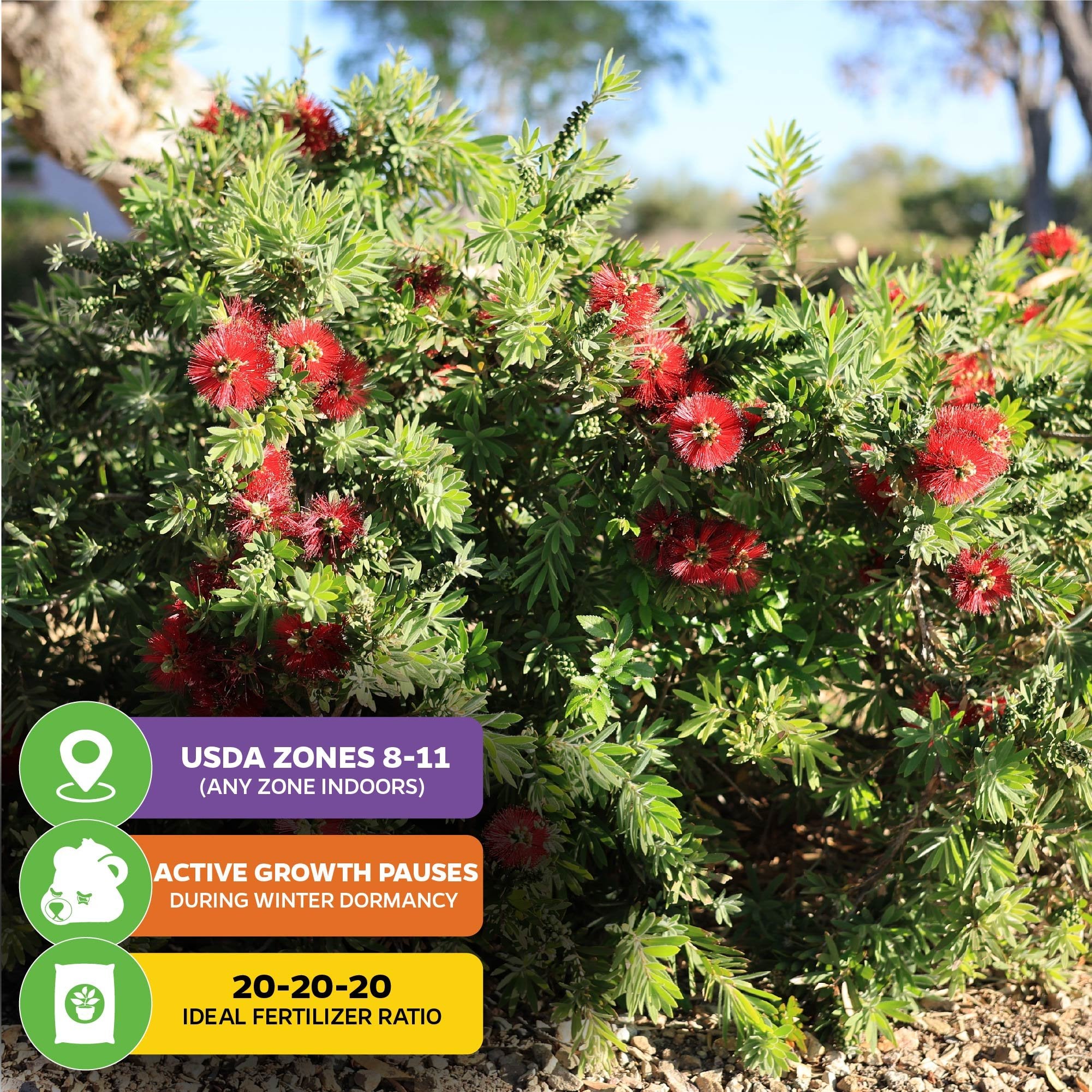 The Little John Red Cluster Dwarf Bottlebrush Tree (Callistemon) from Wellspring Gardens features vibrant red blooms and green foliage, attracts hummingbirds, thrives in USDA zones 8–11, uses 20-20-20 fertilizer, and pauses growth in winter.