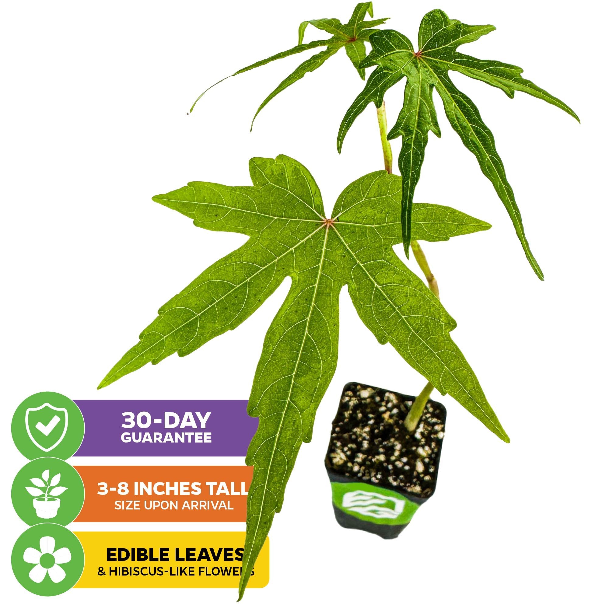 Chief Kubo's Prize South Sea Salad Bele Tree (Abelmoschus manihot) by Wellspring Gardens arrives 3-8" tall in a small black pot, with edible hibiscus-like leaves and flowers. Includes 30-day guarantee.