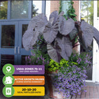 Wellspring Gardens’ Diamond Head Elephant Ear (Colocasia esculenta) features dark, heart-shaped leaves. Best for USDA zones 7b–11, it pauses growth in winter; use 20-10-20 fertilizer for optimal care. Displayed near glass doors with purple flowers.