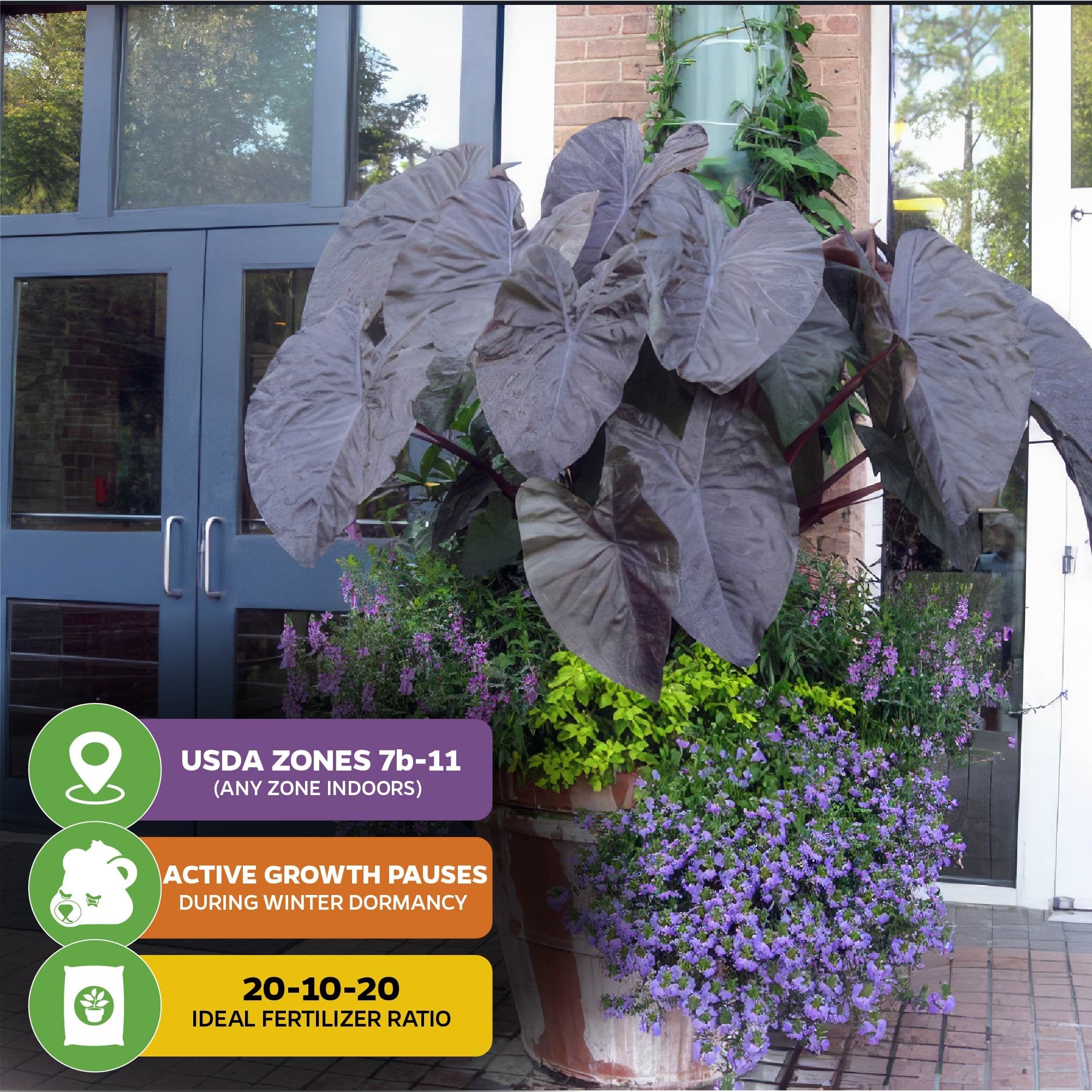 Wellspring Gardens’ Diamond Head Elephant Ear (Colocasia esculenta) features dark, heart-shaped leaves. Best for USDA zones 7b–11, it pauses growth in winter; use 20-10-20 fertilizer for optimal care. Displayed near glass doors with purple flowers.