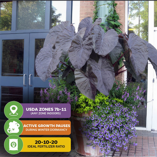 Diamond Head Elephant Ear - Colocasia esculenta