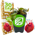 A Wellspring Gardens Lady Luck Carnivorous Pitcher Plant (Nepenthes ampullaria x ventricosa) with green leaves and two red pitcher traps sits in a pot with a green sticker next to a colorful "30 Day Guarantee" box.