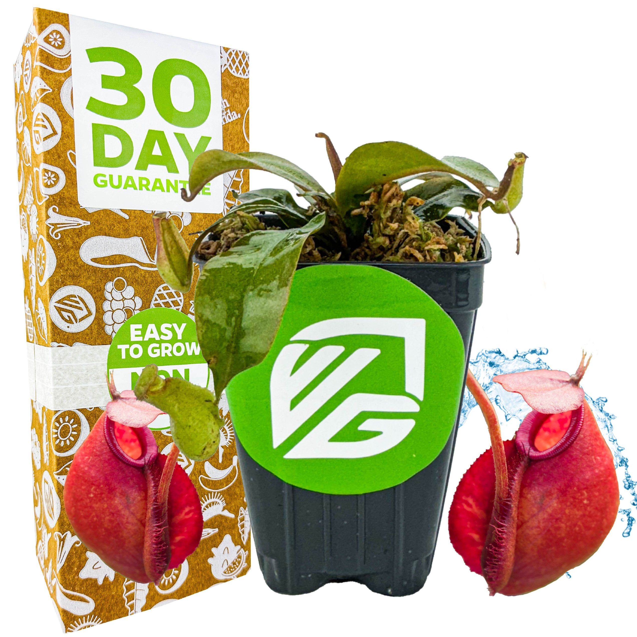 A Wellspring Gardens Lady Luck Carnivorous Pitcher Plant (Nepenthes ampullaria x ventricosa) with green leaves and two red pitcher traps sits in a pot with a green sticker next to a colorful "30 Day Guarantee" box.