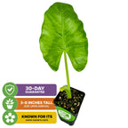 The Wellspring Gardens Borneo Giant Elephant Ear (Alocasia macrorrhiza) arrives potted, 3–8" tall, with a large heart-shaped leaf. Features: fast growth to maturity, 30-day guarantee—icons highlight each benefit.