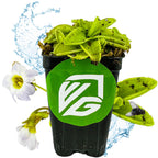 A Wellspring Gardens Butterwort (Pinguicula primuliflora) with green leaves sits in a black pot featuring a green and white VG logo. White flowers bloom nearby, with a splash of water in the background.