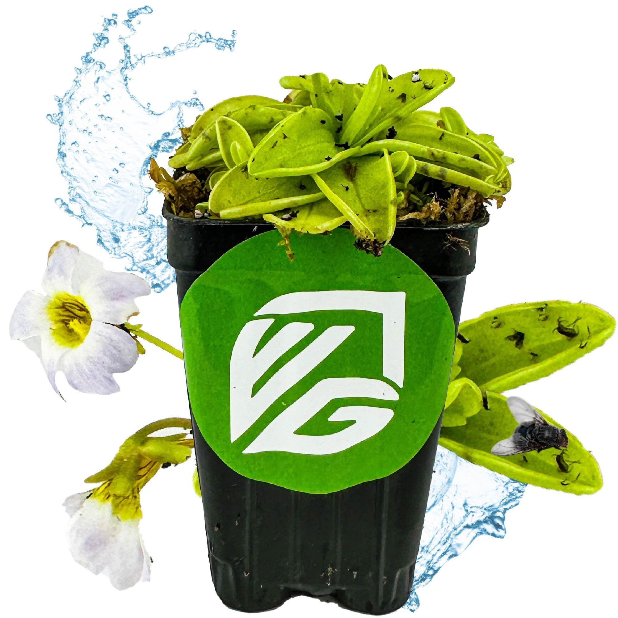 A Wellspring Gardens Butterwort (Pinguicula primuliflora) with green leaves sits in a black pot featuring a green and white VG logo. White flowers bloom nearby, with a splash of water in the background.