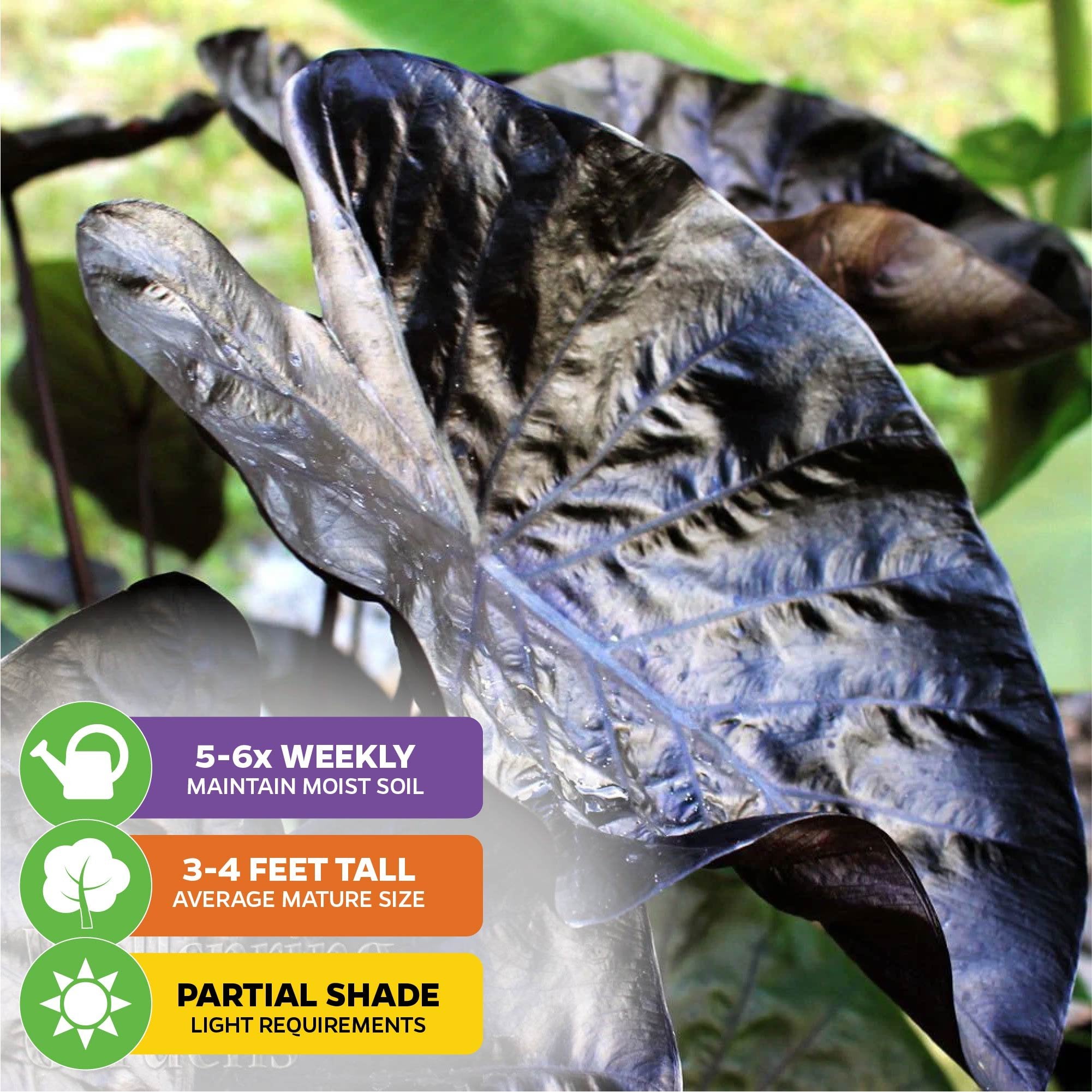 Close-up of Wellspring Gardens Black Ripple Elephant Ear (Puckered Up) - Colocasia leaf. Icons show: water 5-6× weekly, grows 3-4 ft, needs partial shade. Dark purple leaves appear blurred in the background.
