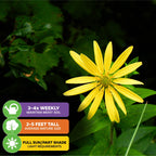 A Starry Rosinflower (Rosinweed) - Silphicum asteriscus by Wellspring Gardens, native to Florida, blooms bright yellow amid green leaves. Icons show: water 3–4x/week, grows 2–5 ft tall, thrives in full sun or part shade.