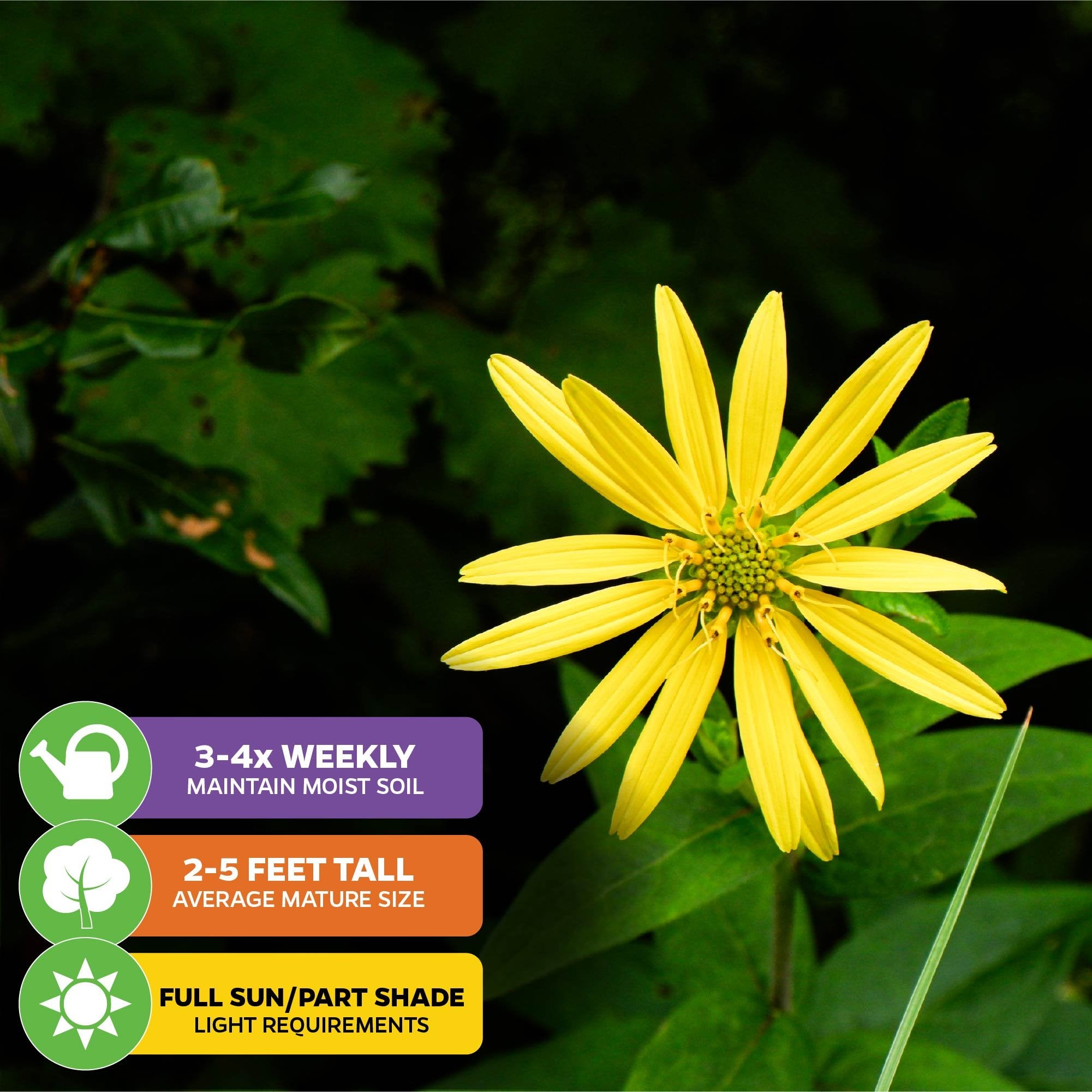 A Starry Rosinflower (Rosinweed) - Silphicum asteriscus by Wellspring Gardens, native to Florida, blooms bright yellow amid green leaves. Icons show: water 3–4x/week, grows 2–5 ft tall, thrives in full sun or part shade.