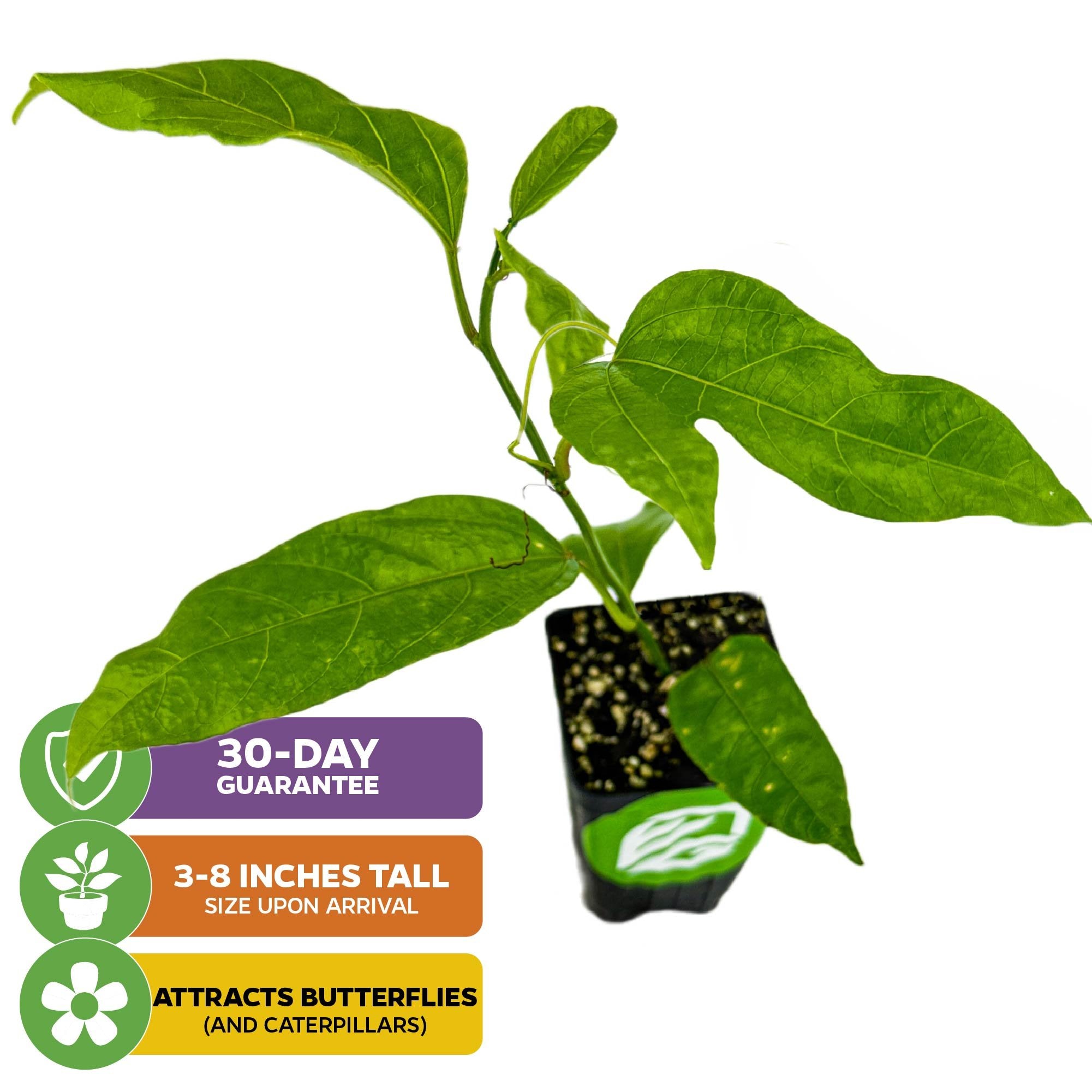 A young Purple Possum Passion Fruit (Passiflora edulis) plant by Wellspring Gardens in a small black pot is pictured on a white background. Icons show a 30-day guarantee, 3–8" arrival height, and butterfly/caterpillar attraction.