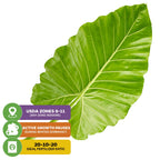 A large, vivid green leaf of Wellspring Gardens’ Borneo King Elephant Ear (Alocasia) with icons for USDA zones 8–11, winter dormancy in cooler regions, and recommended fertilizer ratio of 20-10-20.